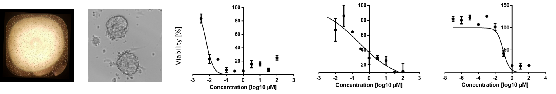 3D-Zellkulturen von Sarkomtumoren und Zelllebensfähigkeit in Dosis-Wirkungs-Experimenten mit verschiedenen Krebsmedikamenten. Grafische Darstellung von 3D-Zellkulturen von Sarkomtumoren.