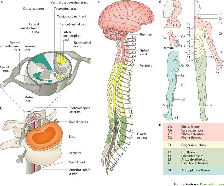 Spinale Neurologie Wissenschaftliche Abbildung des Rückenmarks