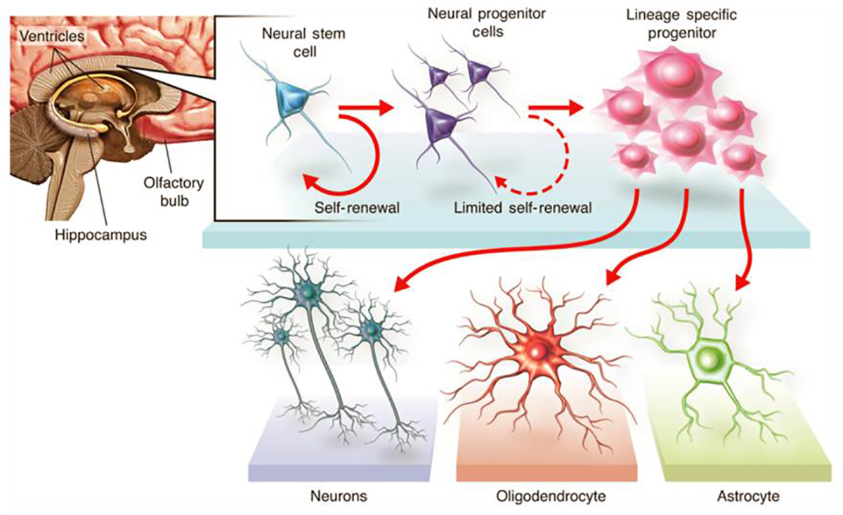 Neurale Stammzellen Studie Balgrist Forschung Paraplegie